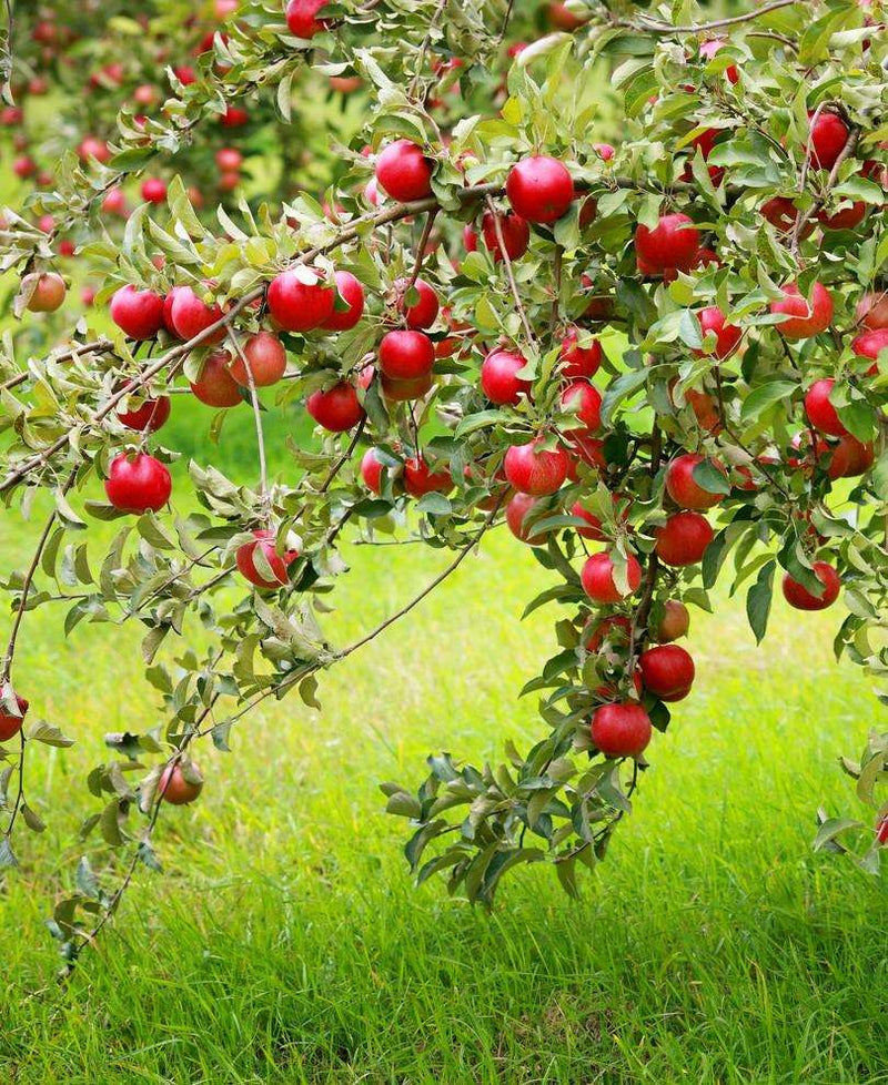 Combo Disease-Resistant Apple (4 varieties) - Raintree Nursery