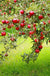 Combo Disease-Resistant Apple (4 varieties) - Raintree Nursery
