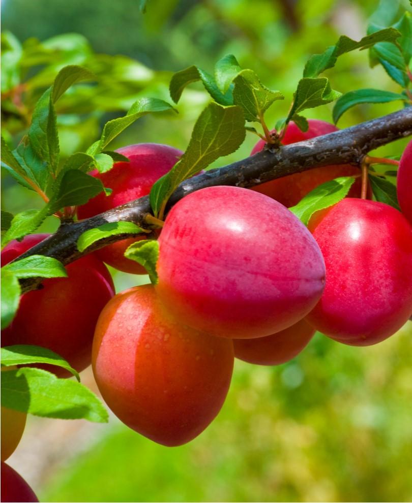 Combo Asian Plum (5 varieties) - Raintree Nursery