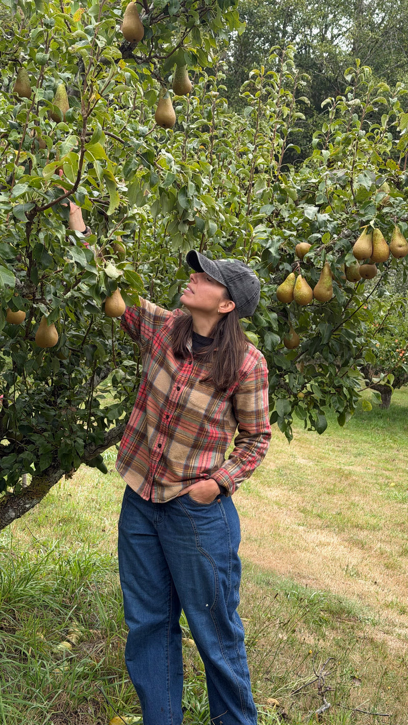 Harvesting conference pears