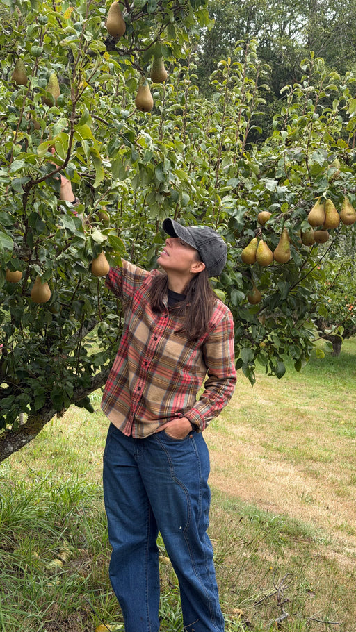 Harvesting conference pears