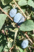 Blue Belle Honeyberry-Berries-Raintree Prop-2 Quart Pot-
