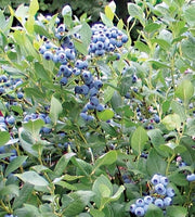 Draper Blueberry-Berries-Alpha-1 Gallon Pot-