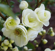 Double Take Eternal White™ Flowering Quince-Ornamentals-Raintree Prop-2 Quart Pot-