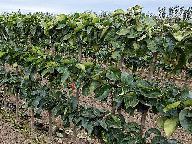 3 Tier Asian Pear Espalier Combo Tree (3 Varieties)