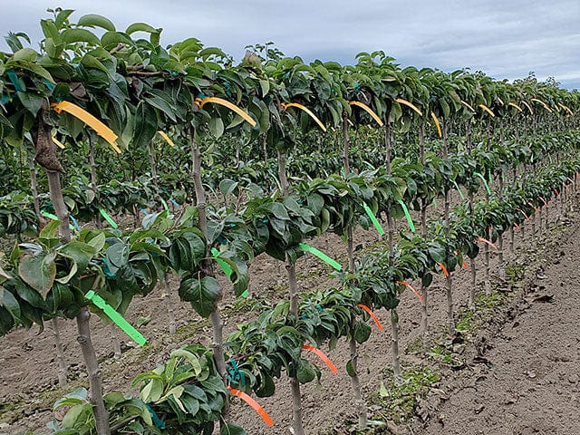 3 Tier European Pear Espalier Combo Tree (3 Varieties)