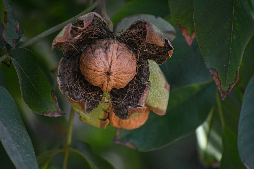 Premium Nut Trees for Sale - Unique Varieties at | Raintree Nursery