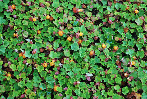 Emerald Carpet Raspberry-Berries-Raintree Prop-4" Pot-