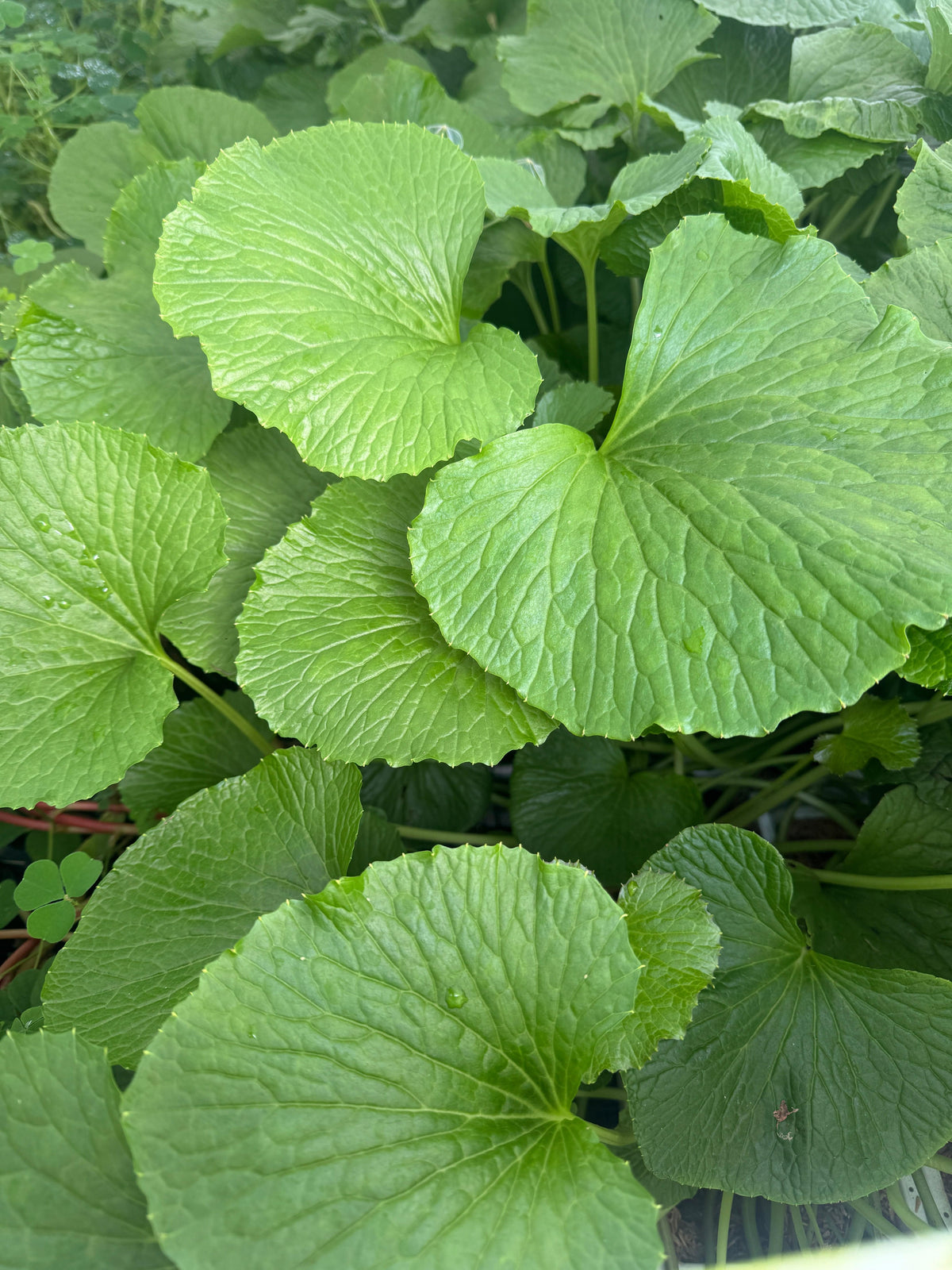 Wasabi - Raintree Nursery