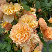 FLAVORETTE™ Honey-Apricot Rose-Ornamentals-Raintree Prop-2 Quart Pot-