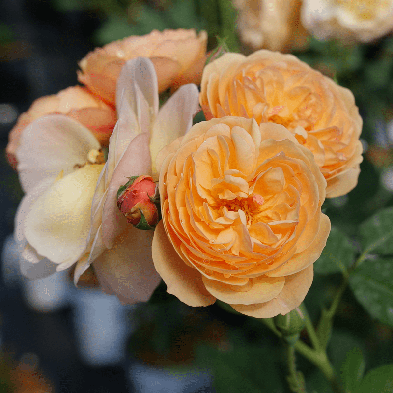 FLAVORETTE™ Honey-Apricot Rose-Ornamentals-Raintree Prop-2 Quart Pot-