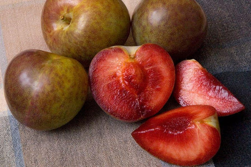 Combo Pluot Tree (3 varieties)-Fruit Trees-Dave Wilson-Semi-Dwarf (4'-5')-