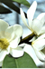 Michelia doltsopa "Fairy White"-Ornamentals-Briggs-3x5" Pot-