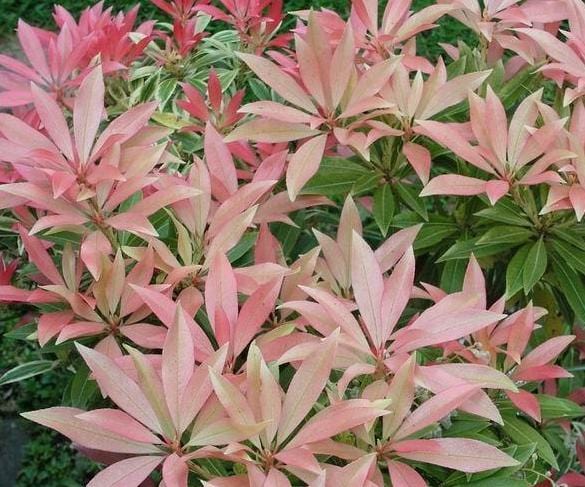 Forest Flame Pieris