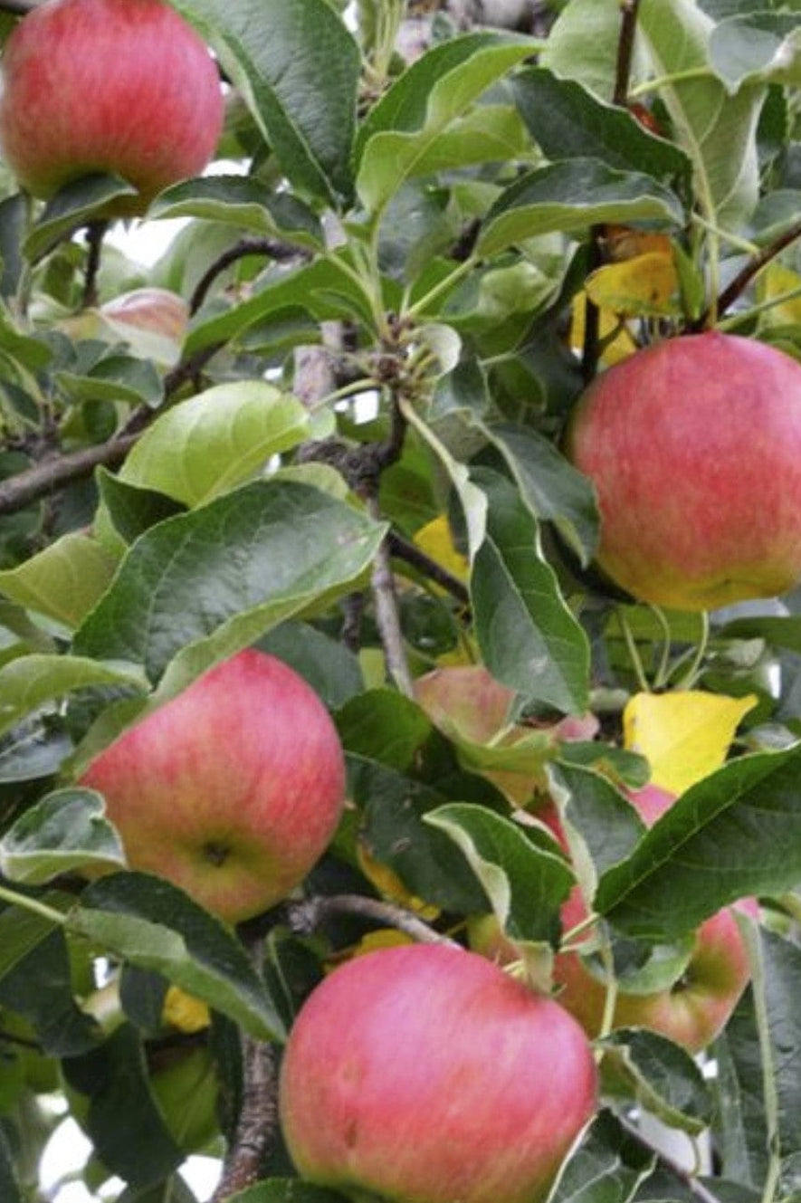 Order Fruit Trees Online Mail Order Nursery Raintree Nursery