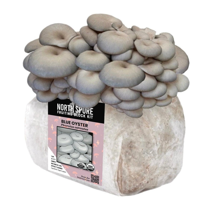 Organic Blue Oyster Mushroom Grow Kit Fruiting Block