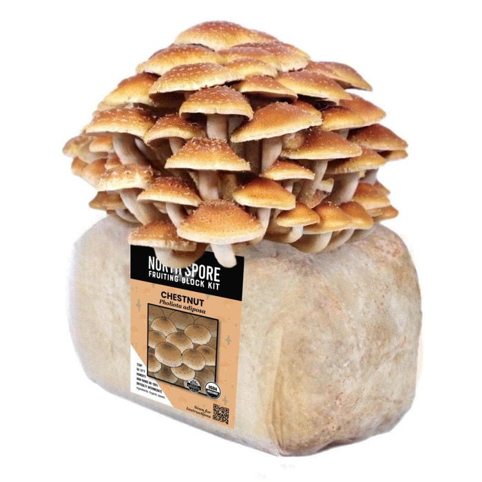 Organic Chestnut Mushroom Grow Kit Fruiting Block — Raintree Nursery
