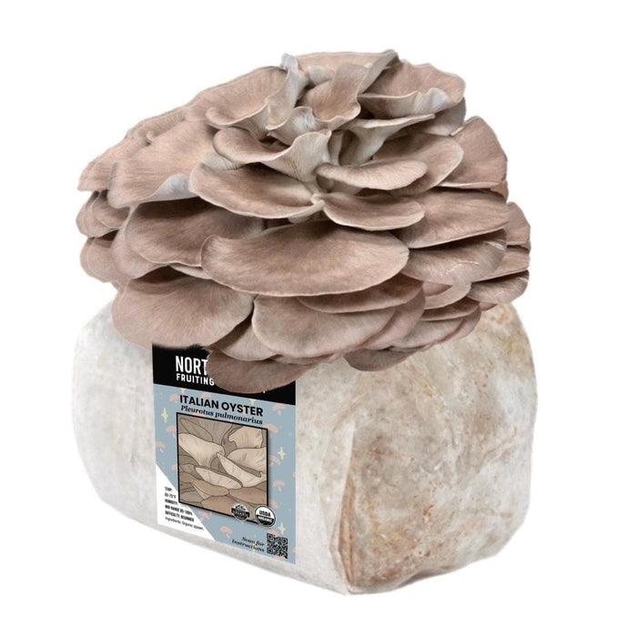 Organic Italian Oyster Mushroom Grow Kit Fruiting Block