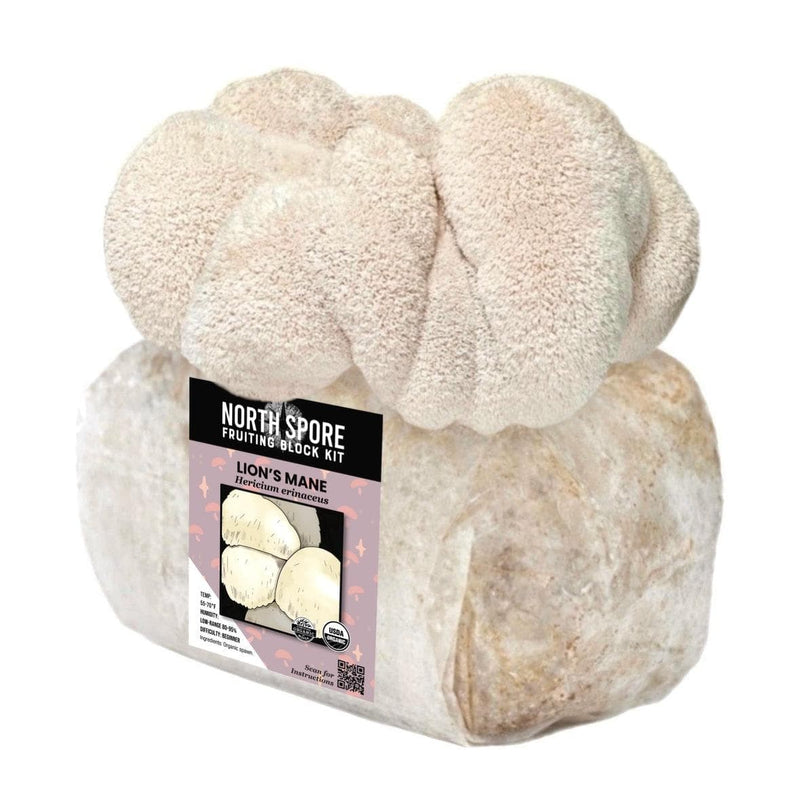 martha tent north spore Organic Lion's Mane Mushroom Grow Kit Fruiting Block 1-Pack