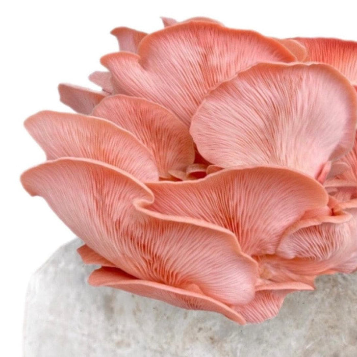 Organic Pink Oyster Mushroom Grow Kit Fruiting Block