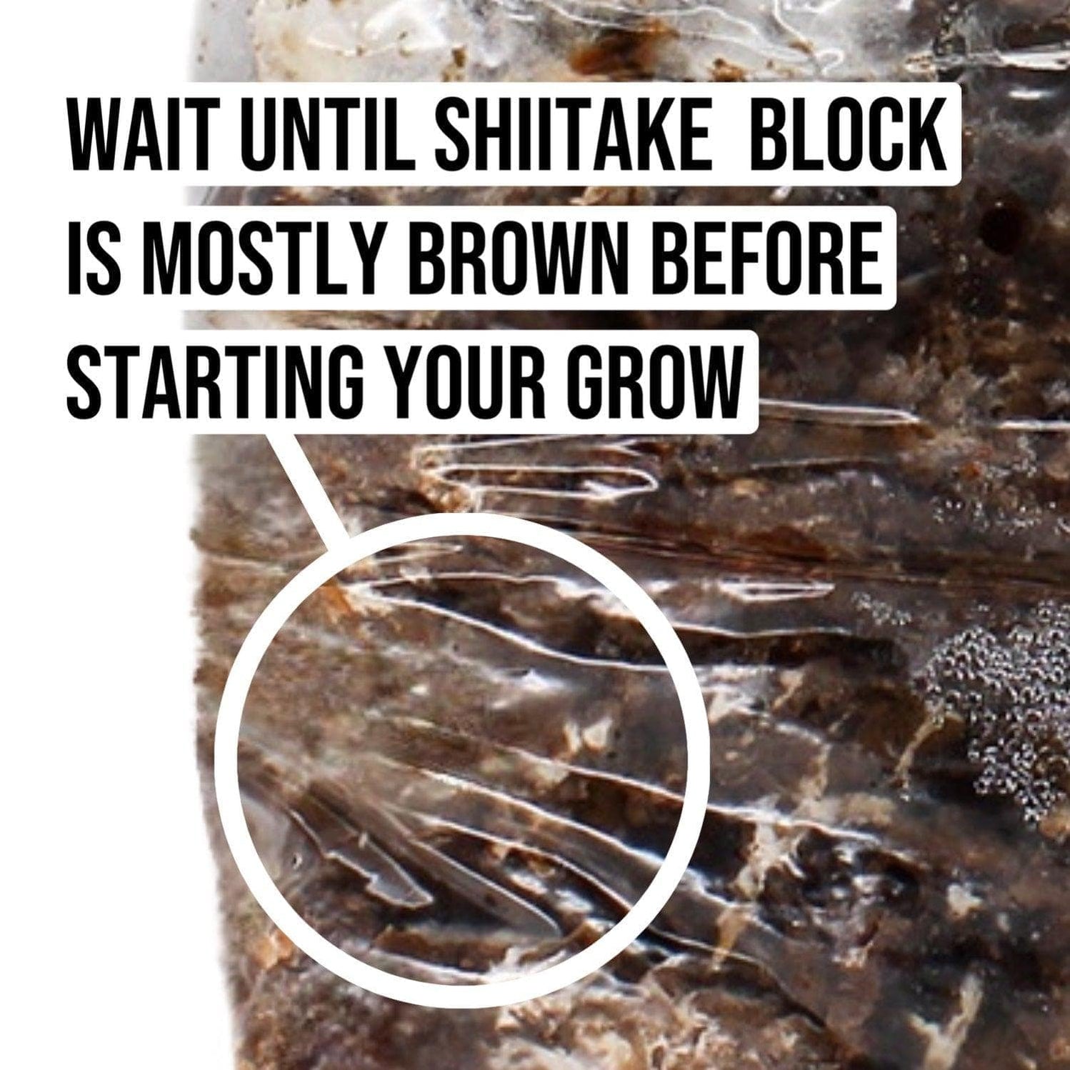 Organic Shiitake Mushroom Grow Kit Fruiting Block — Raintree Nursery
