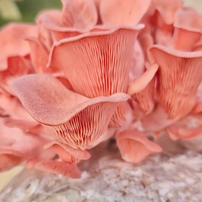 Organic Pink Oyster Mushroom Grow Kit Fruiting Block