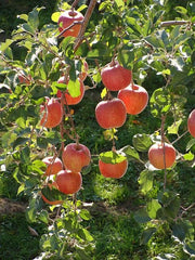 Fuji Apple-Fruit Trees-Meyers-