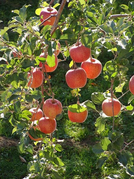 Fuji Apple-Fruit Trees-Meyers-