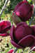 Genie Magnolia-Ornamentals-Briggs-1 Gallon Pot-
