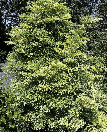 Golden Tower™ Elderberry