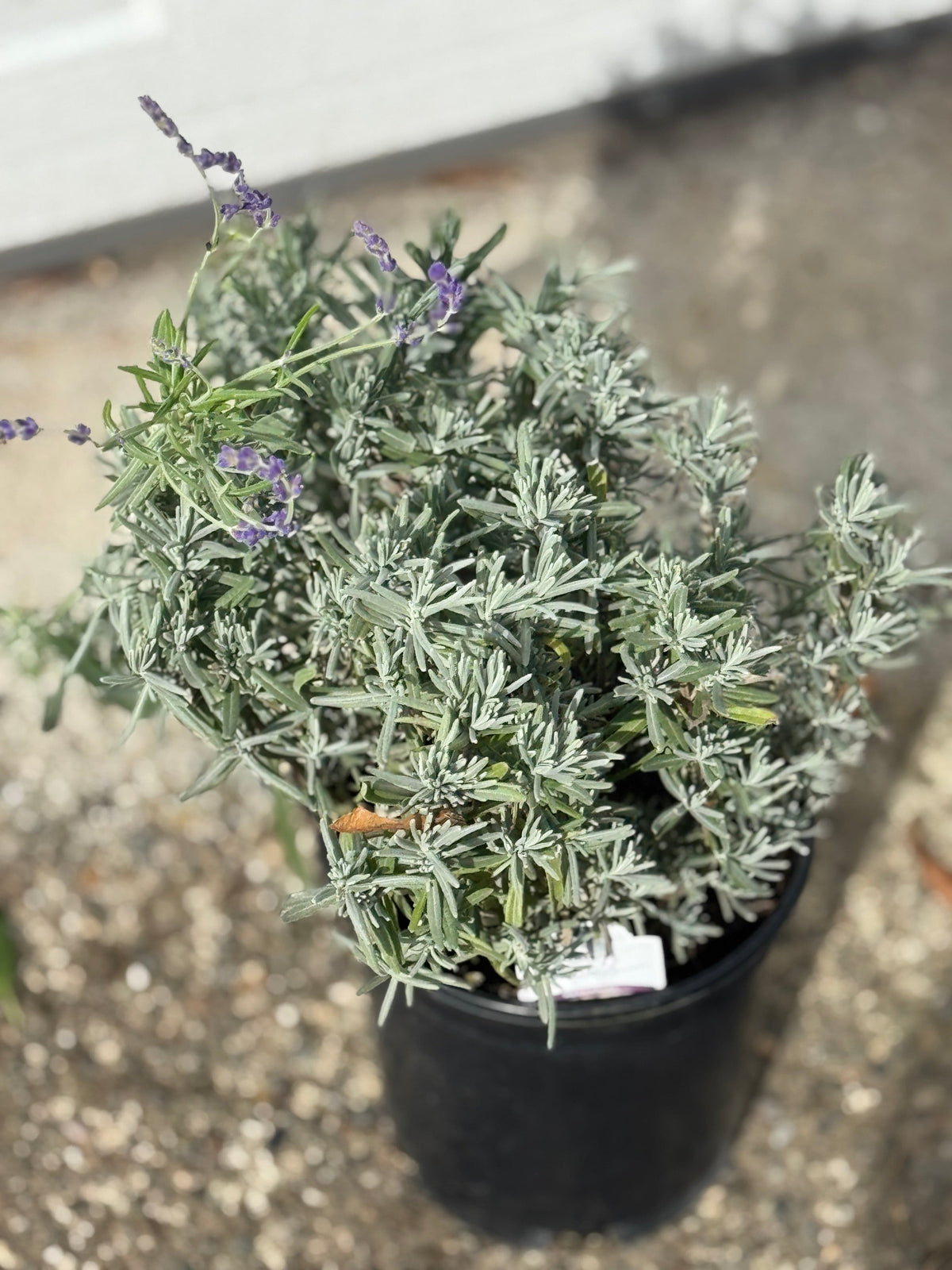 hidcote lavender plants Hidcote Blue Lavender