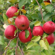 Akane and Honeycrisp Mini Orchard Bundle (3 Trees)-Fruit Trees-Biringer-