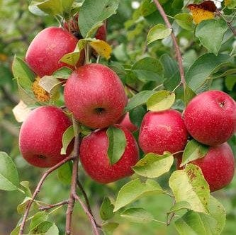 Akane and Honeycrisp Mini Orchard Bundle (3 Trees)-Fruit Trees-Biringer-