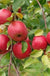 Akane and Honeycrisp Mini Orchard Bundle (3 Trees)-Fruit Trees-Biringer-