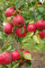 Easy-Grow Orchard Honeycrisp Apple Bundle (3 Trees)-Raintree Nursery-4'-5' Bareroot-