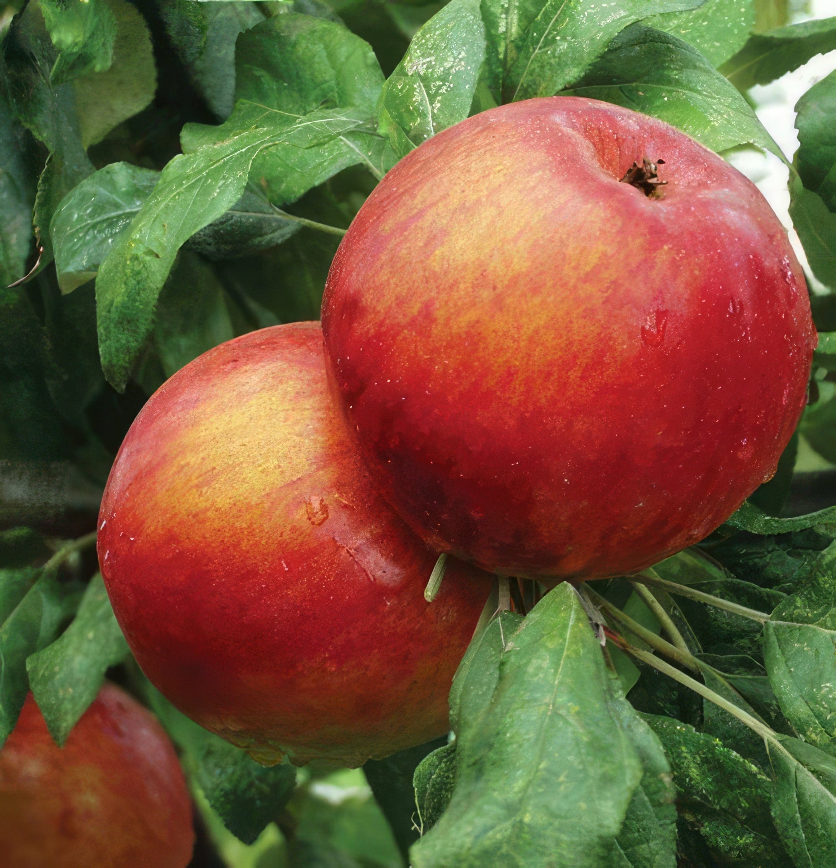 Zestar Apple — Raintree Nursery
