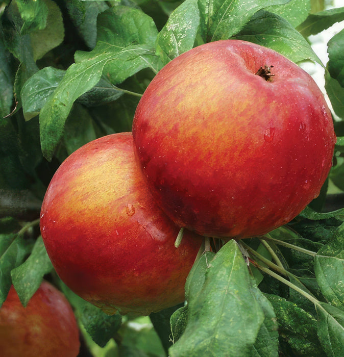 Zestar Apple-Fruit Trees-Biringer-Dwarf (4'-5')-