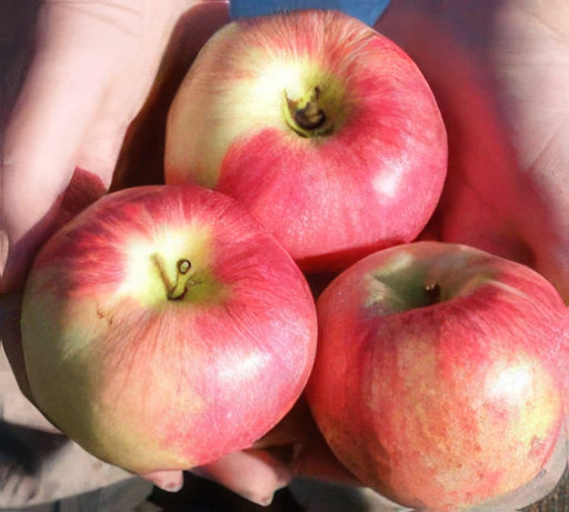 Wynoochee Early Apple-Fruit Trees-Biringer-Dwarf (4'-5')-