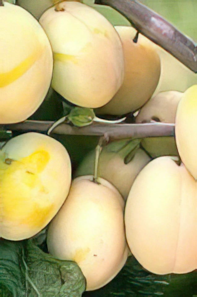 Schoolhouse European Plum-Fruit Trees-Biringer-