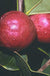 Chilean Guava-Unique & Unusual Edibles-Raintree Prop-