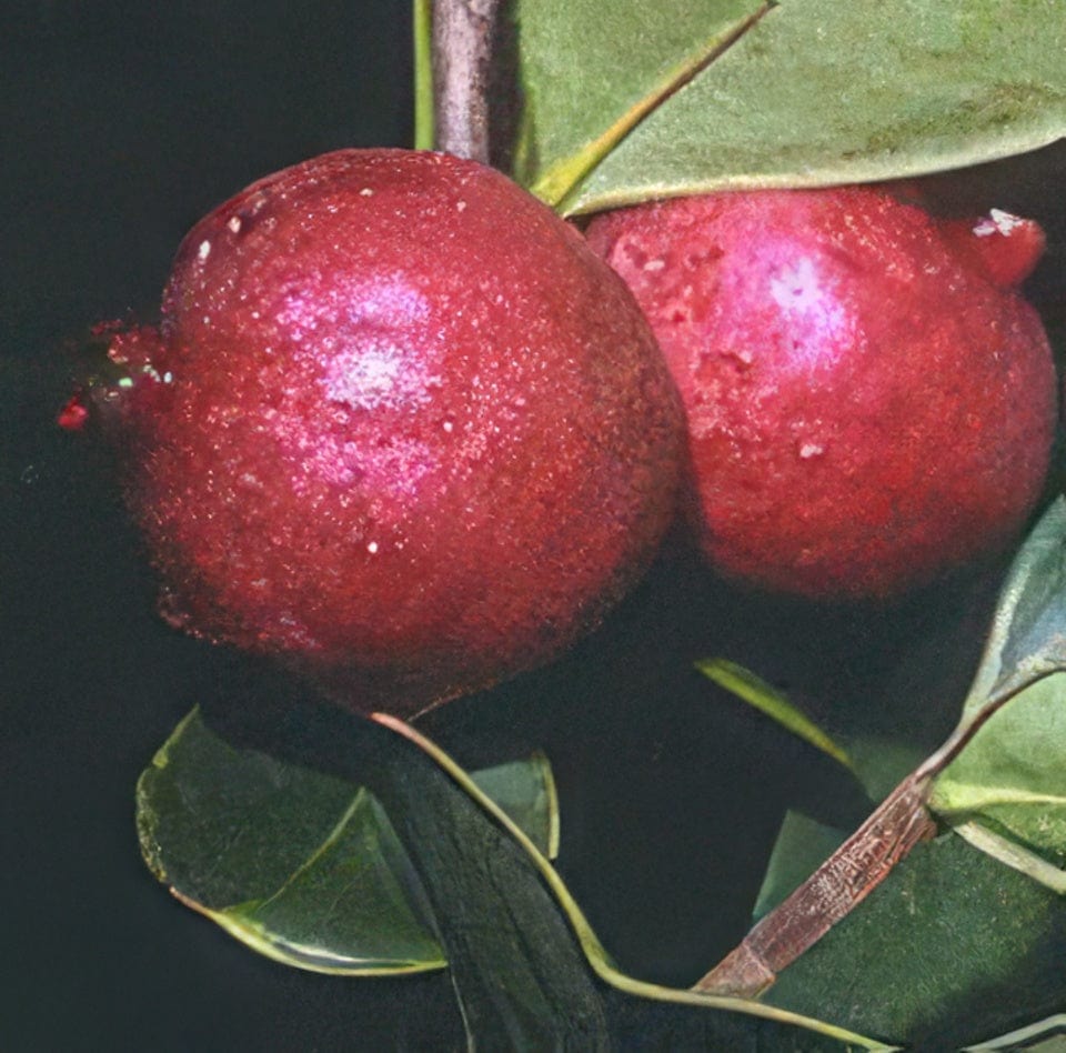 Guava Trees