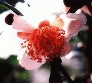 Blushing Maiden Tea-Unique & Unusual Edibles-Raintree Prop-