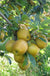 Hudson's Golden Gem Apple-Fruit Trees-Biringer-
