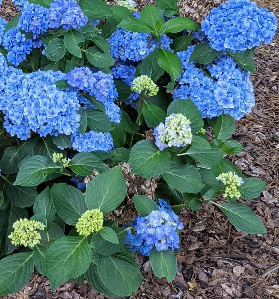 Double Down® Hydrangea — Raintree Nursery