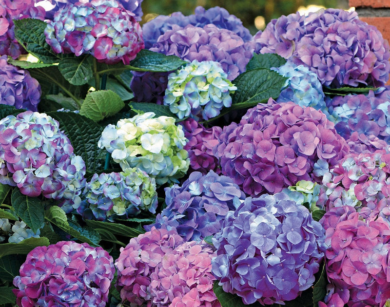 L.A. Dreamin’® Hydrangea-Ornamentals-Raintree Prop-1 Gallon Pot-