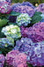 L.A. Dreamin’® Hydrangea-Ornamentals-Raintree Prop-1 Gallon Pot-