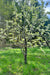 Shinseiki Asian Pear-Fruit Trees-Biringer-Semi-Dwarf (4'-5')-