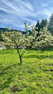 Dolgo Crabapple-Fruit Trees-Biringer-Dwarf (4'-5')-
