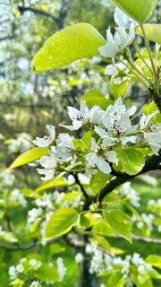 Shinseiki Asian Pear-Fruit Trees-Biringer-Semi-Dwarf (4'-5')-