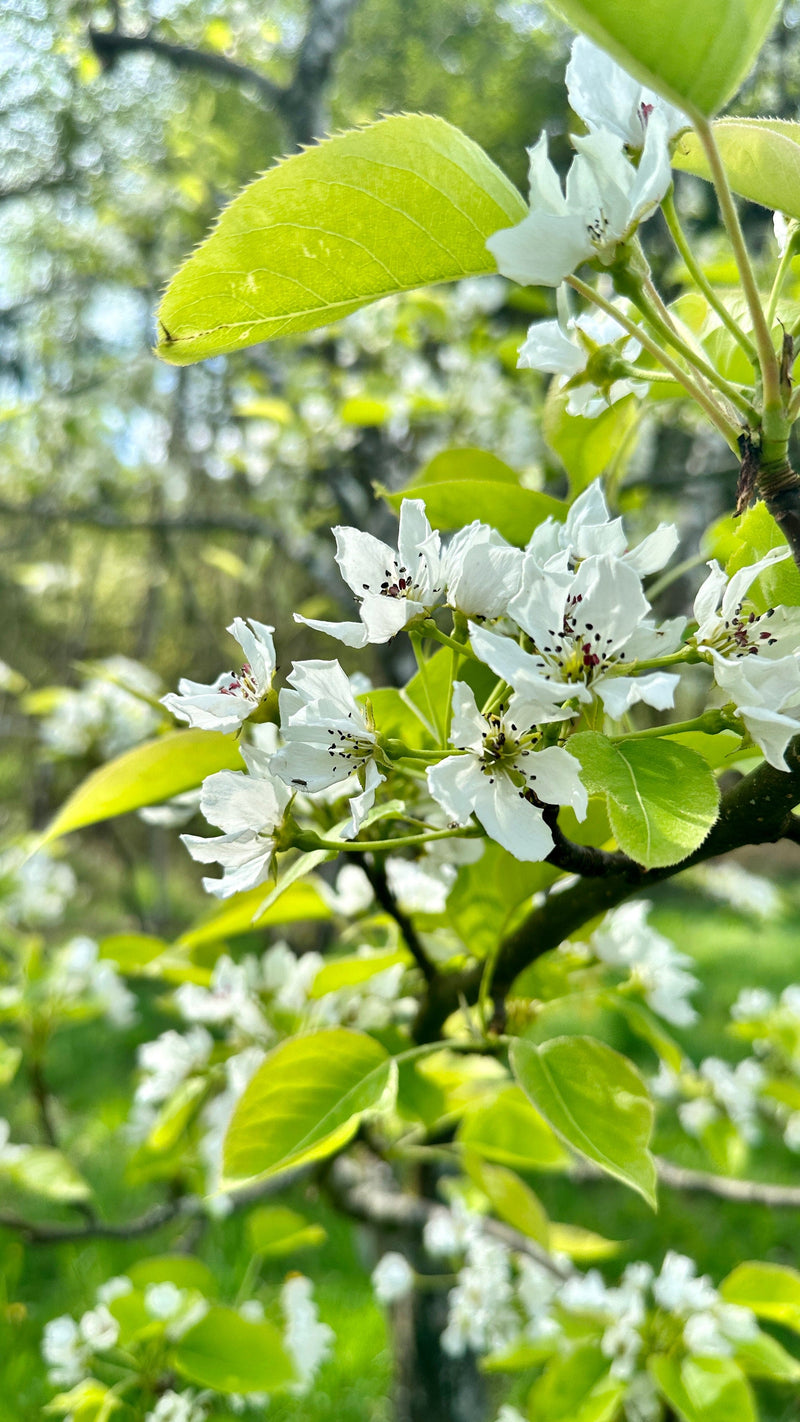 Shinseiki Asian Pear-Fruit Trees-Biringer-Semi-Dwarf (4'-5')-